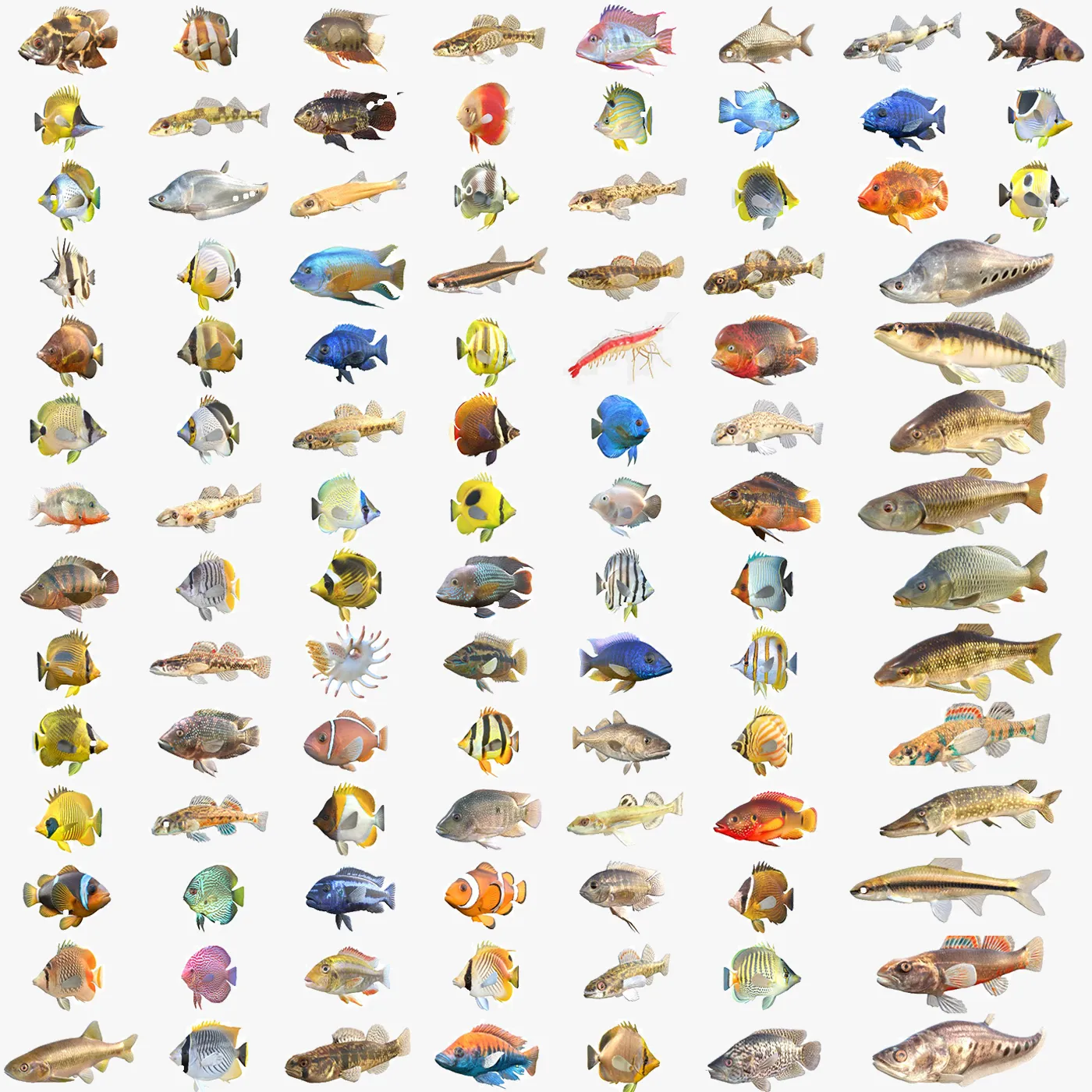 100 Fish Sea Creatures Collection v3 3D Model .c4d .max .obj .3ds .fbx .stl .blend 