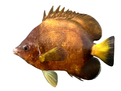 100 Fish Sea Creatures Collection v3 3D Model