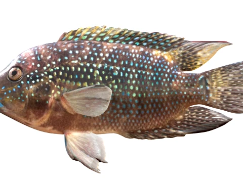 100 Fish Sea Creatures Collection v3 3D Model