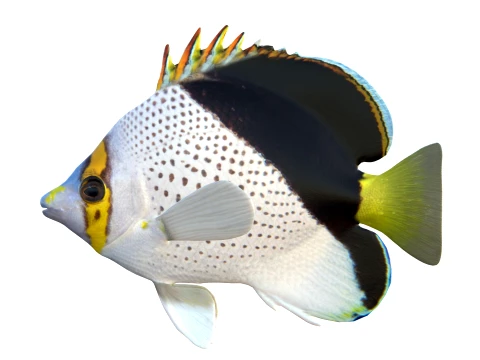 100 Fish Sea Creatures Collection v3 3D Model