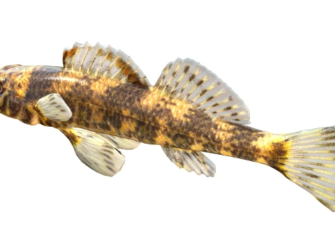 100 Fish Sea Creatures Collection v3 3D Model