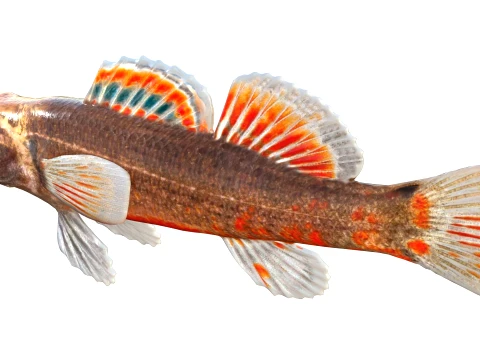 100 Fish Sea Creatures Collection v3 3D Model