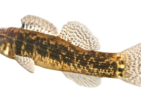 100 Fish Sea Creatures Collection v3 3D Model