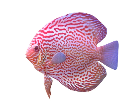 100 Fish Sea Creatures Collection v3 3D Model