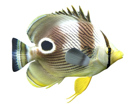 100 Fish Sea Creatures Collection v3 3D Model