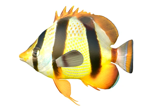 100 Fish Sea Creatures Collection v3 3D Model