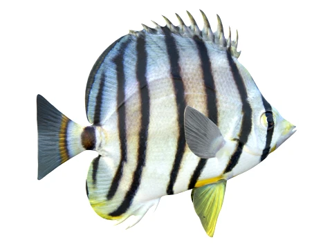 100 Fish Sea Creatures Collection v3 3D Model