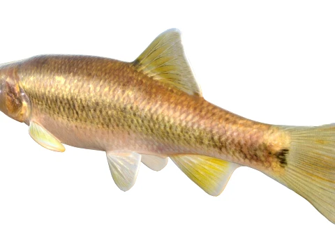 100 Fish Sea Creatures Collection v3 3D Model