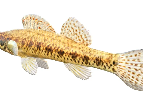 100 Fish Sea Creatures Collection v3 3D Model