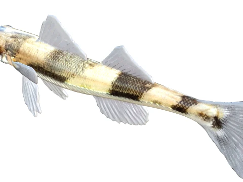 100 Fish Sea Creatures Collection v3 3D Model