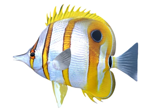 100 Fish Sea Creatures Collection v3 3D Model