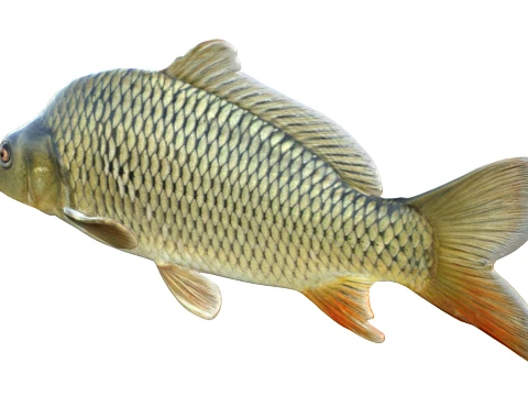 100 Fish Sea Creatures Collection v3 3D Model