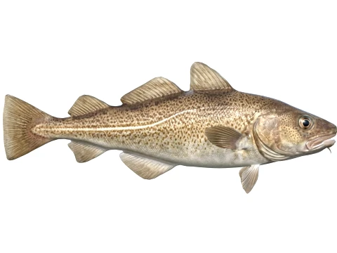 100 Fish Sea Creatures Collection v3 3D Model
