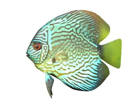 100 Fish Sea Creatures Collection v3 3D Model