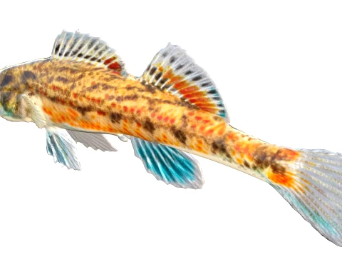 100 Fish Sea Creatures Collection v3 3D Model