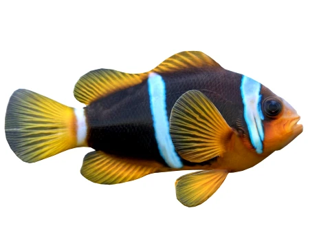 100 Fish Sea Creatures Collection v3 3D Model