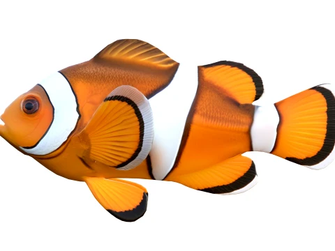 100 Fish Sea Creatures Collection v3 3D Model