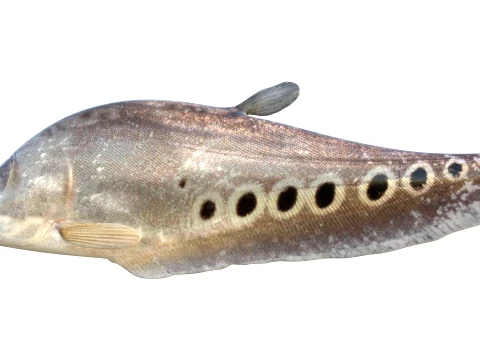 100 Fish Sea Creatures Collection v3 3D Model