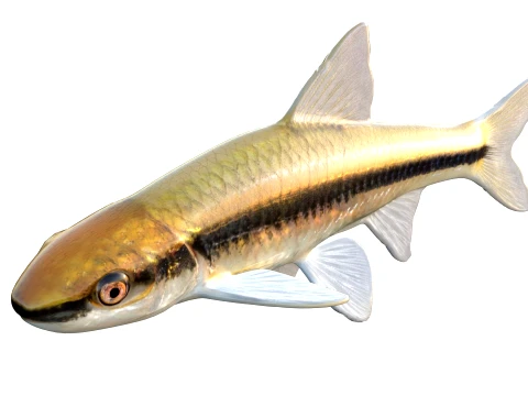 100 Fish Sea Creatures Collection v3 3D Model