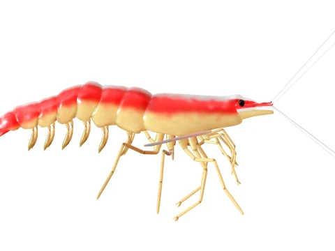 100 Fish Sea Creatures Collection v3 3D Model