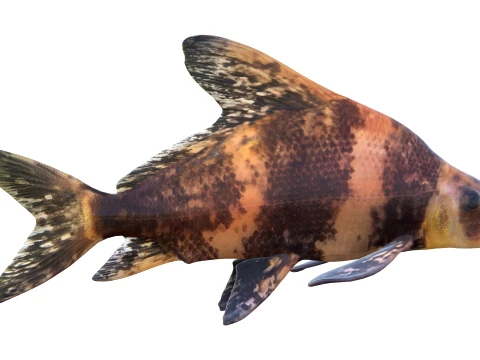 100 Fish Sea Creatures Collection v3 3D Model