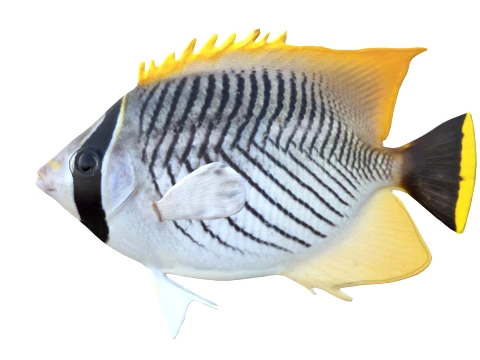 100 Fish Sea Creatures Collection v3 3D Model