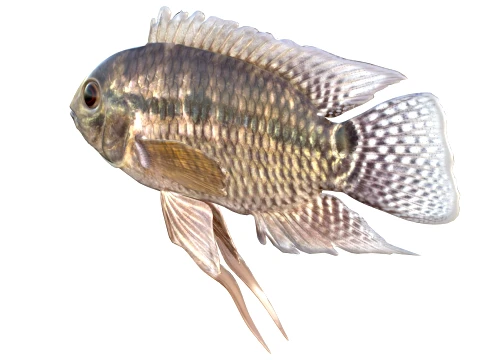 100 Fish Sea Creatures Collection v3 3D Model