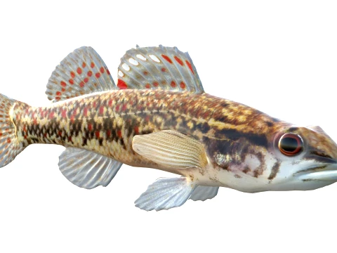 100 Fish Sea Creatures Collection v3 3D Model