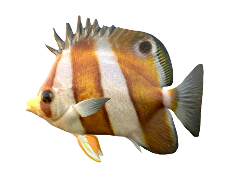 100 Fish Sea Creatures Collection v3 3D Model