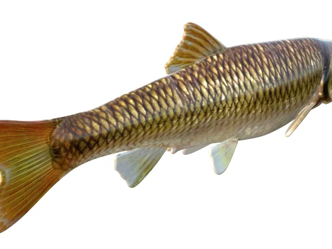 100 Fish Sea Creatures Collection v3 3D Model