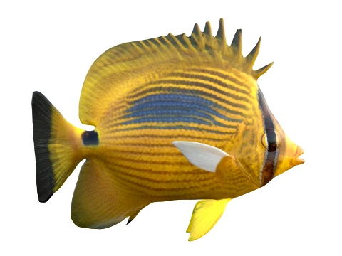 100 Fish Sea Creatures Collection v3 3D Model