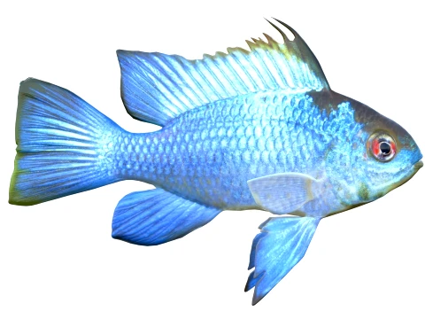 100 Fish Sea Creatures Collection v3 3D Model