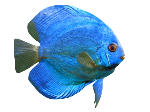 100 Fish Sea Creatures Collection v3 3D Model