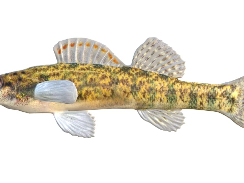 100 Fish Sea Creatures Collection v3 3D Model