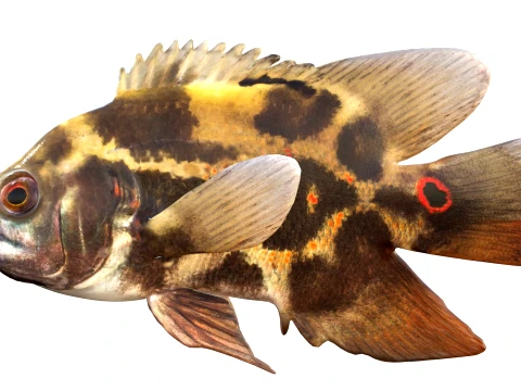100 Fish Sea Creatures Collection v3 3D Model