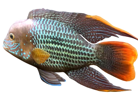 100 Fish Sea Creatures Collection v3 3D Model