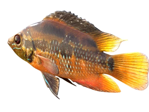100 Fish Sea Creatures Collection v3 3D Model