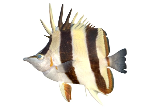 100 Fish Sea Creatures Collection v3 3D Model