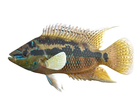 100 Fish Sea Creatures Collection v3 3D Model