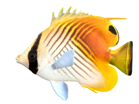 100 Fish Sea Creatures Collection v3 3D Model