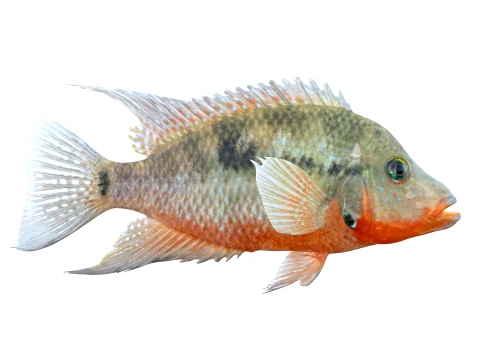 100 Fish Sea Creatures Collection v3 3D Model