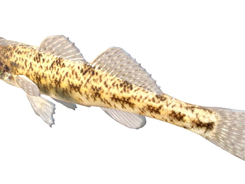 100 Fish Sea Creatures Collection v3 3D Model