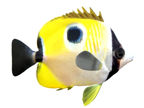 100 Fish Sea Creatures Collection v3 3D Model