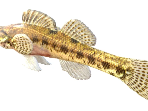 100 Fish Sea Creatures Collection v3 3D Model