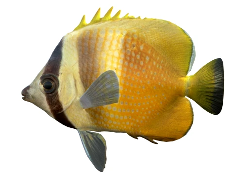 100 Fish Sea Creatures Collection v3 3D Model