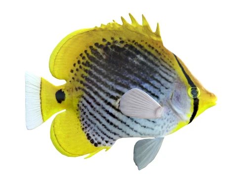 100 Fish Sea Creatures Collection v3 3D Model