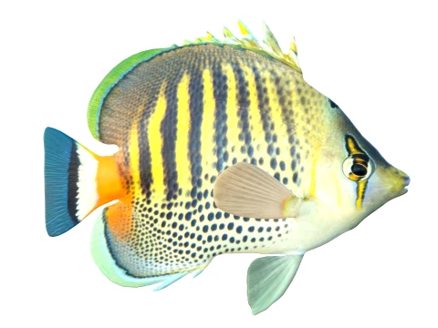 100 Fish Sea Creatures Collection v3 3D Model