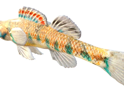 100 Fish Sea Creatures Collection v3 3D Model