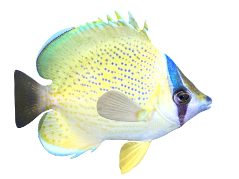 100 Fish Sea Creatures Collection v3 3D Model