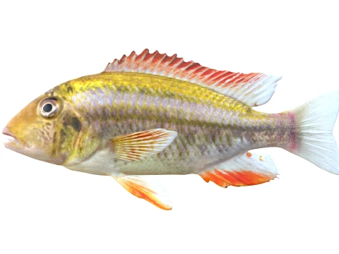 100 Fish Sea Creatures Collection v3 3D Model